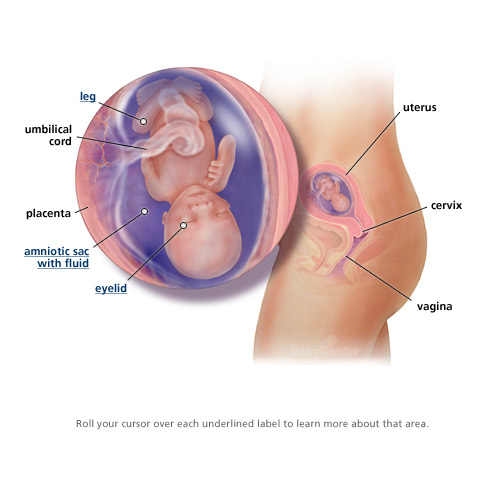 15 Weeks 15 Weeks