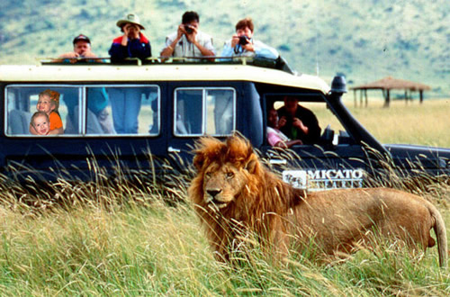 safari