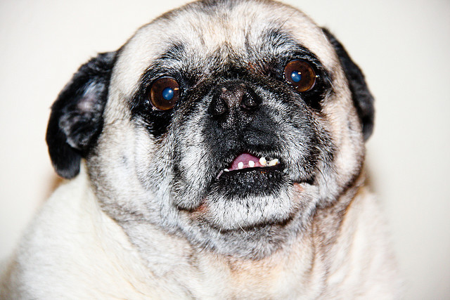 meet animal our pug