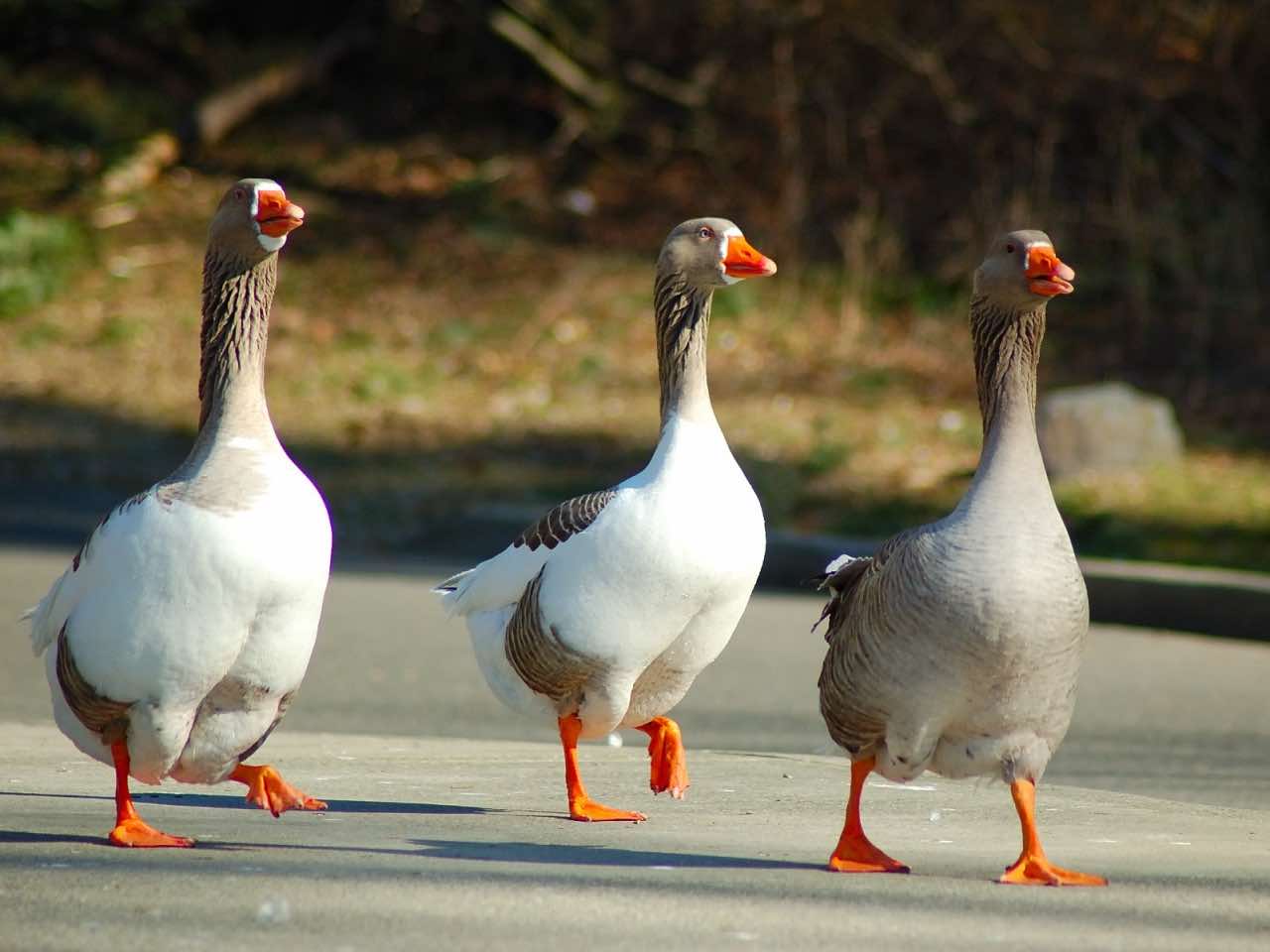 The Pregnant Waddle