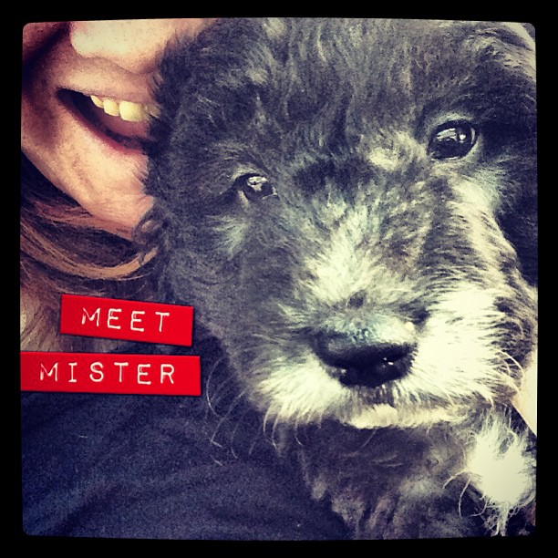 Introducing Our Labradoodle Puppy – Mister
