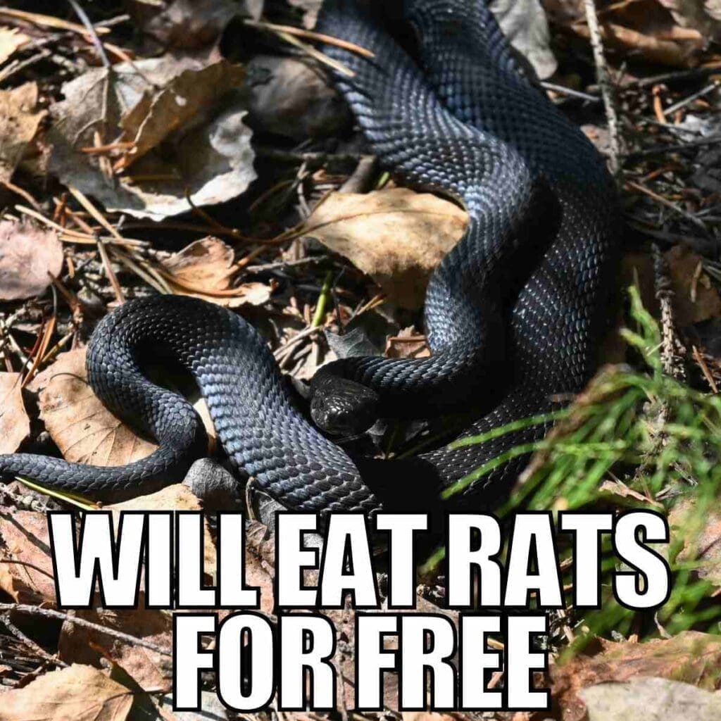How To Get Rid Of Rats And Mice - 15 Easy Rodent Solutions