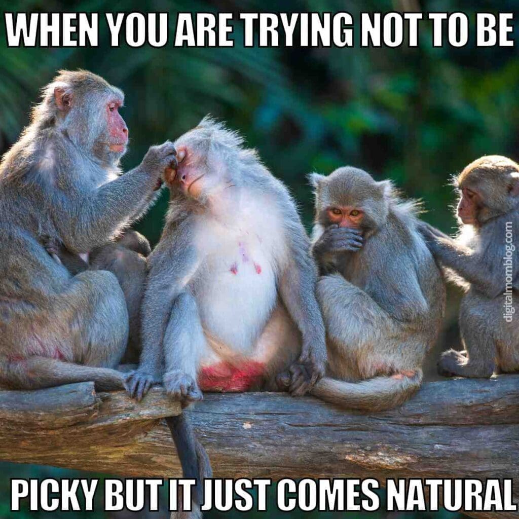 20 Monkey Memes That Are One Banana Short Of A Breakdown 20 Monkey Memes That Are One Banana Short Of A Breakdown