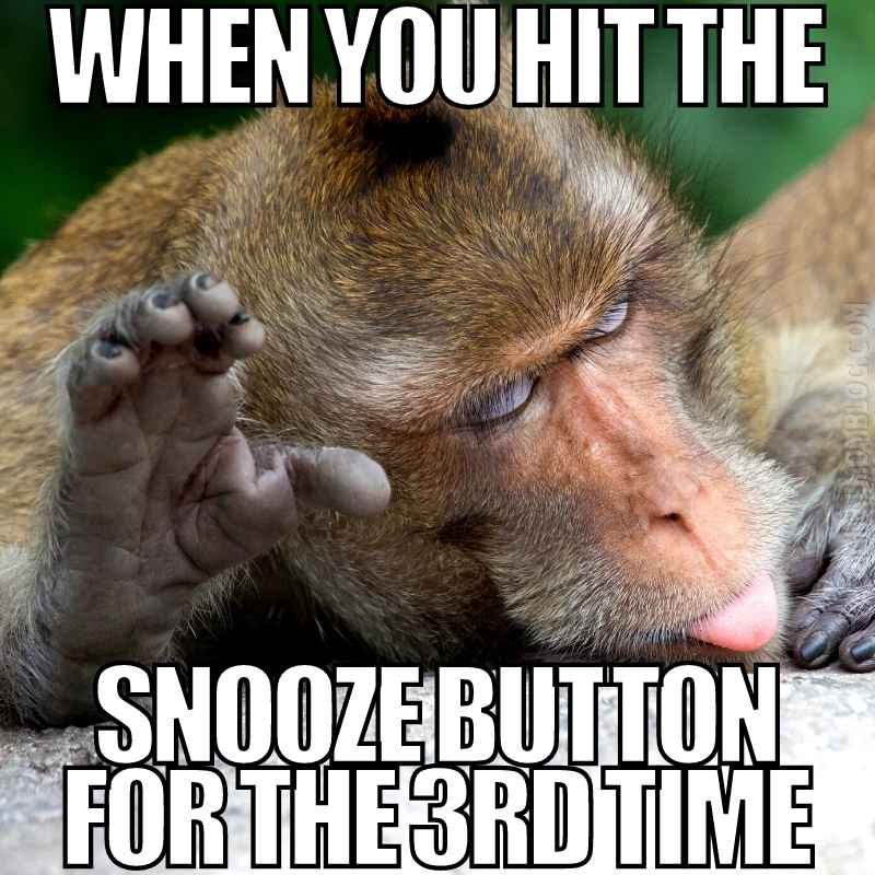 20 Hilarious Monkey Memes To Instantly Brighten Your Day 20 Hilarious Monkey Memes To Instantly Brighten Your Day