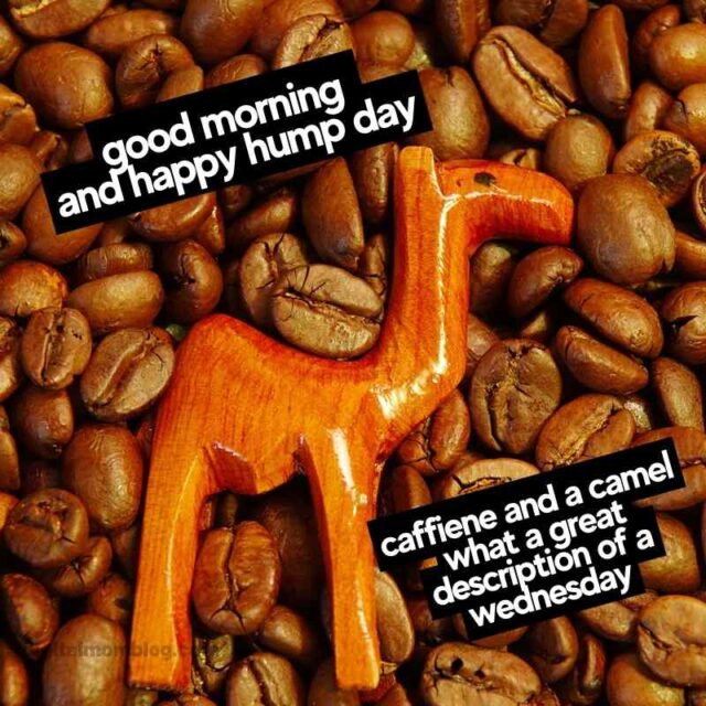 30 Hump Day Memes For That Midweek Mood