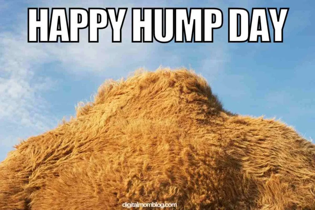 30 Hump Day Memes To Help You Laugh Thru Wednesday 30 Hump Day Memes To Help You Laugh Thru Wednesday