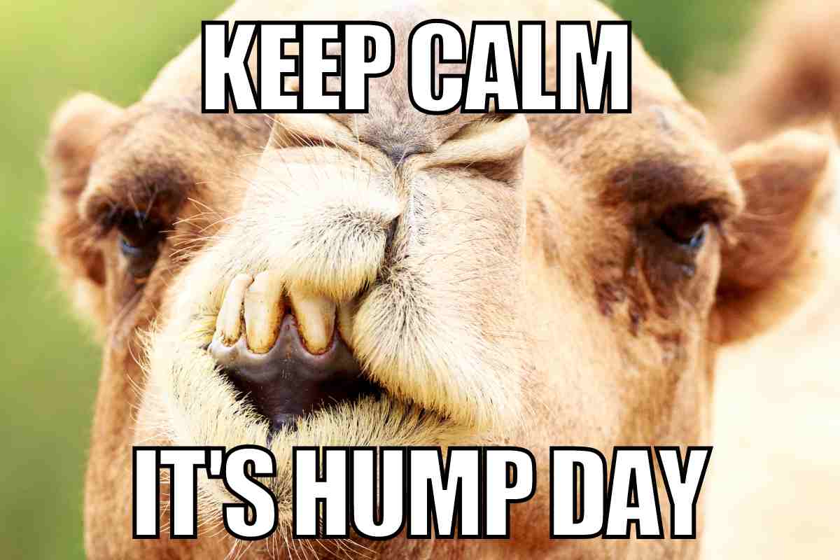 30 Hump Day Memes To Help You Laugh Thru Wednesday 30 Hump Day Memes To Help You Laugh Thru Wednesday