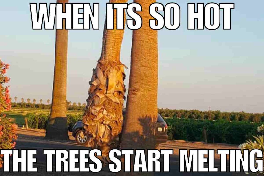 35 Hot Weather Memes That Totally Get The Summer Struggle 35 Hot Weather Memes That Totally Get The Summer Struggle