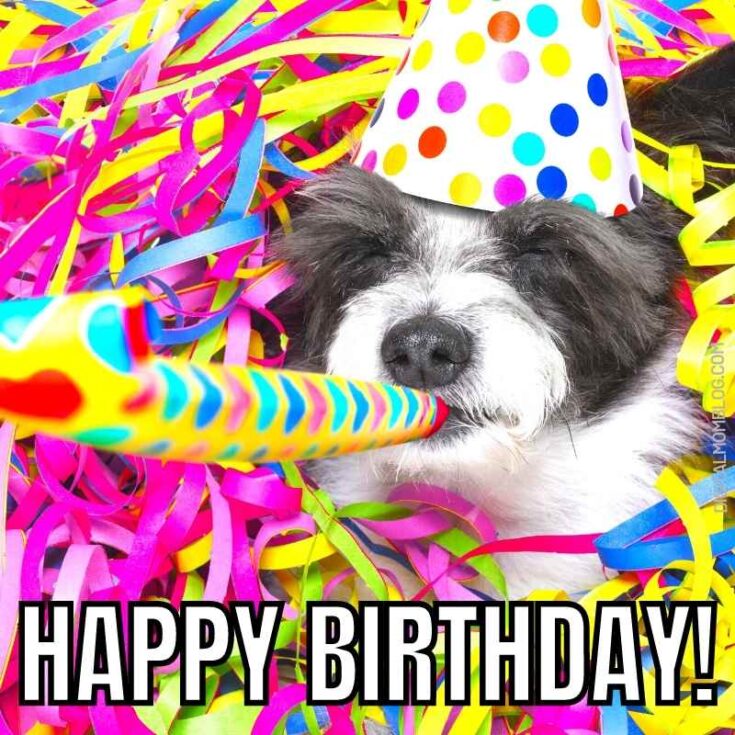 15 Hilarious Happy Birthday Dog Memes: Paws For Celebration