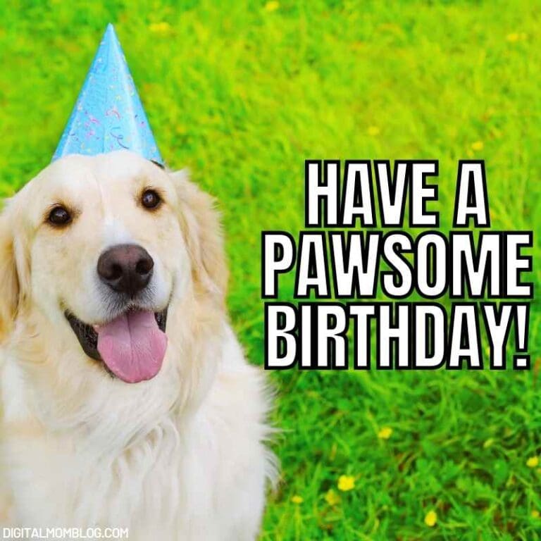 15 Hilarious Happy Birthday Dog Memes Paws For Celebration 15-hilarious-happy-birthday-dog-memes-paws-for-celebration