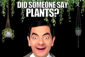 40 Plant Memes That’ll Grow On You (Literally And Emotionally)