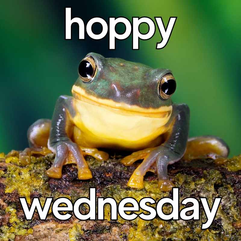 Happy Wednesday Funny