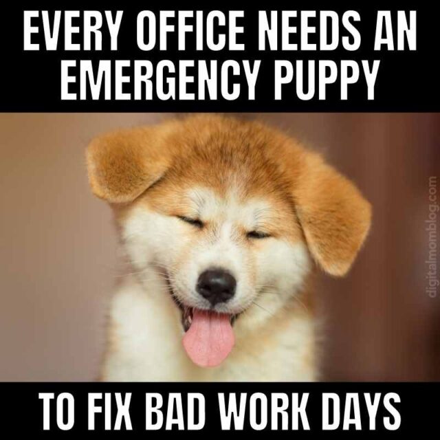 25 Cute Puppy Memes To Melt Your Heart 25 Cute Puppy Memes To Melt Your Heart