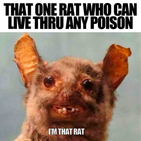 17 Funny Rat Memes And Images About These Pesty Rodents