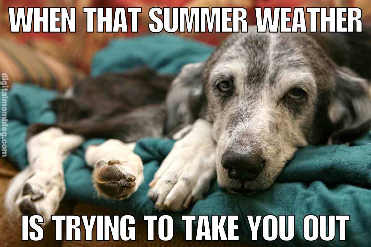 35 Sizzling Hot Weather Memes For Beating The Summer Heat 35 Sizzling Hot Weather Memes For Beating The Summer Heat