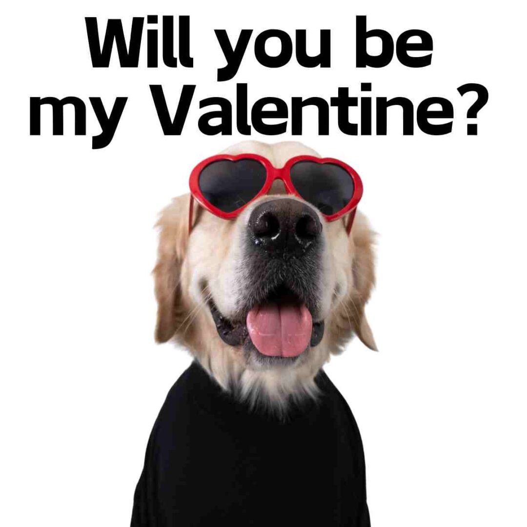 12 Best Memes To Ask Will You Be My Valentine