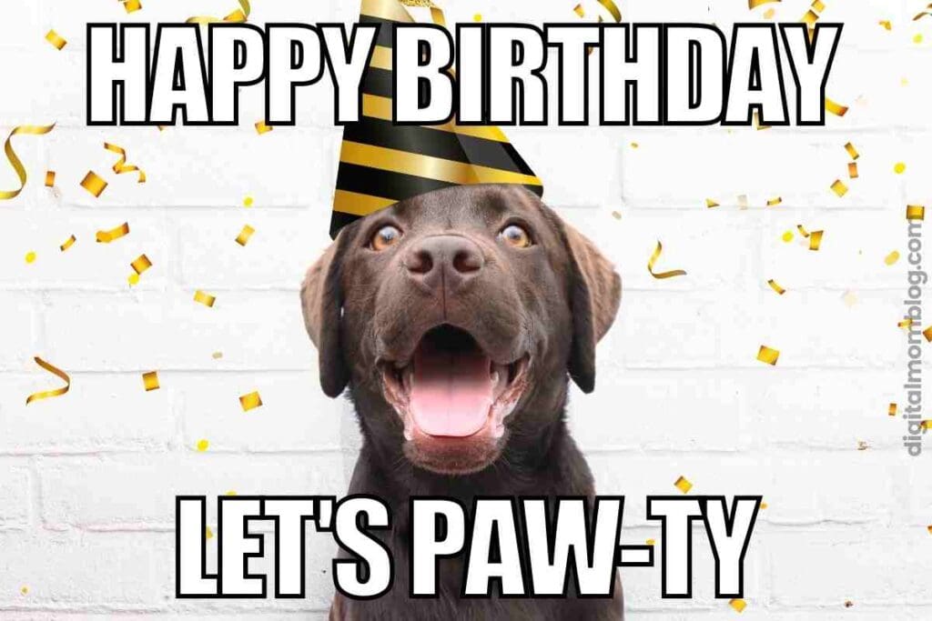 Happy Birthday Dog Meme Photos And Vectors