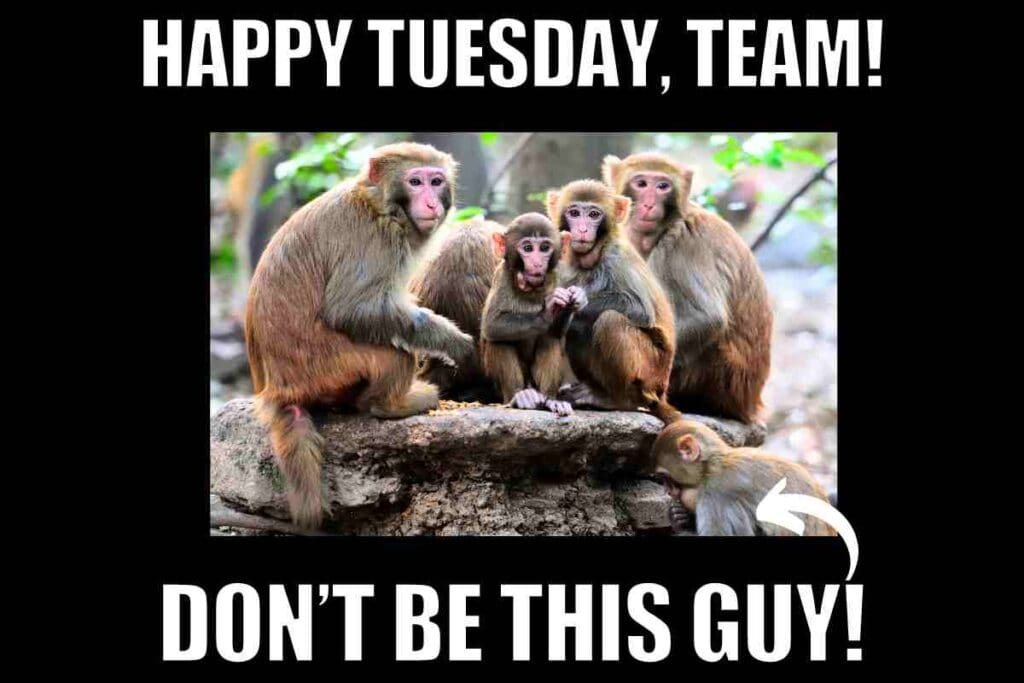20 Tuesday Work Memes To Get You Through The Grind