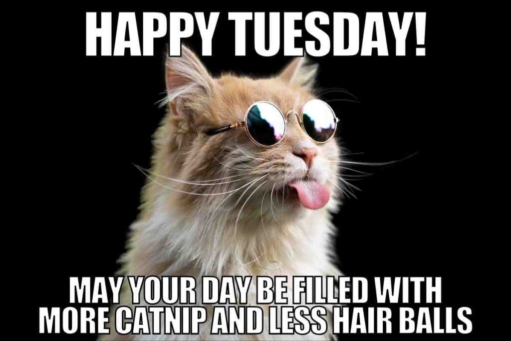 20 Tuesday Work Memes To Get You Through The Grind