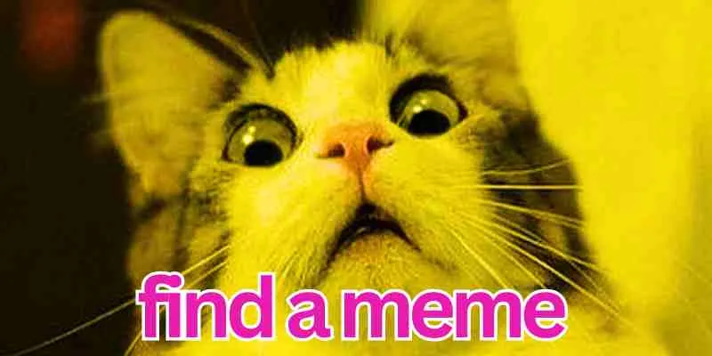 funny cat find a meme